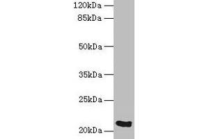 Western blot All lanes: SPCS3 antibody at 0. (SPCS3 抗体  (AA 33-180))