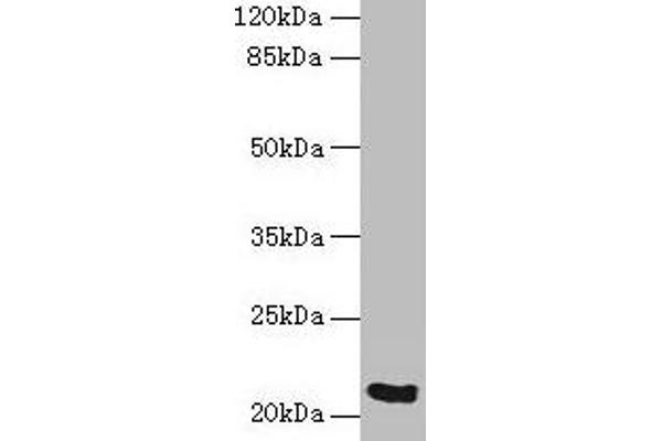 SPCS3 anticorps  (AA 33-180)