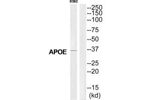 Western Blotting (WB) image for anti-Apolipoprotein E (APOE) (C-Term) antibody (ABIN1852739) (APOE 抗体  (C-Term))