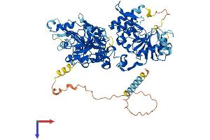 EXT1 Protein (AA 1-746) (His tag)