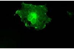 Image no. 2 for anti-Fc Fragment of IgG, Low Affinity IIa, Receptor (CD32) (FCGR2A) antibody (ABIN1497258) (FCGR2A 抗体)