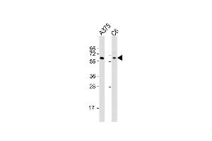 All lanes : Anti-SOX10 Antibody (Center) at 1:2000 dilution Lane 1:  whole cell lysates Lane 2: C6 whole cell lysates Lysates/proteins at 20 μg per lane. (SOX10 抗体  (AA 231-259))