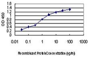 Detection limit for recombinant GST tagged KSR2 is approximately 0. (KSR2 抗体  (AA 411-500))