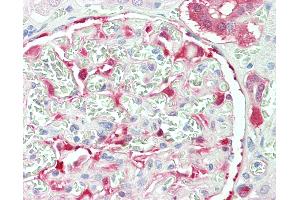 Anti-NQO1 antibody IHC staining of human kidney. (NQO1 抗体  (AA 263-274))