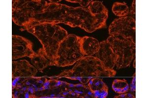 Immunofluorescence analysis of Human placenta using FSTL1 Polyclonal Antibody at dilution of 1:100. (FSTL1 抗体)