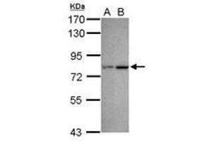 Image no. 3 for anti-Chromodomain Protein, Y-Like (CDYL) (AA 1-544) antibody (ABIN1497464) (CDYL 抗体  (AA 1-544))