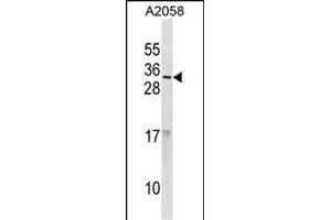 RNASE9 Antibody (C-term) (ABIN1881753 and ABIN2838836) western blot analysis in  cell line lysates (35 μg/lane). (RNASE9 抗体  (C-Term))