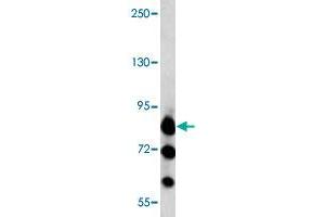 Western blot analysis of K-562 cell lysate (35 ug/lane) with MARK3 polyclonal antibody . (MARK3 抗体  (C-Term))