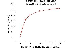 Immobilized Human OPG, Fc Tag (ABIN2181850,ABIN2181849) at 2 μg/mL (100 μL/well) can bind Human TNFSF11, His Tag (active trimer) (ABIN5674645,ABIN6809989) with a linear range of 0. (RANKL Protein (AA 64-245) (His tag))
