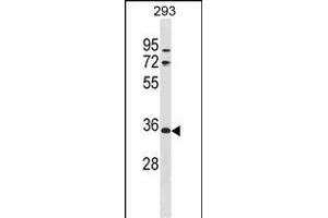 VSIG2 Antibody (C-term) (ABIN1881996 and ABIN2839009) western blot analysis in 293 cell line lysates (35 μg/lane). (VSIG2 抗体  (C-Term))