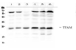 Western blot analysis of mtTFA using anti- mtTFA antibody . (TFAM 抗体  (C-Term))