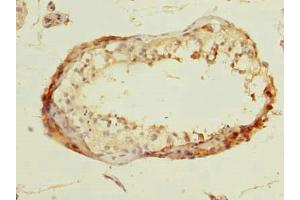 Immunohistochemistry of paraffin-embedded human testis tissue using ABIN7165246 at dilution of 1:100 (DBF4B/DRF1 抗体  (AA 1-300))