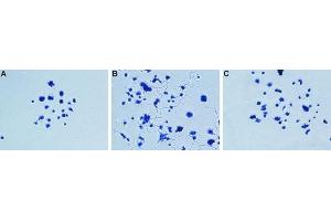 proNGF-induced neurite outgrowth neutralizing assayPC12 cells were grown on collagen-coated plates. (Nerve Growth Factor 抗体)