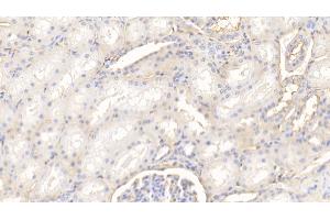 Detection of ANXA5 in Bovine Kidney Tissue using Polyclonal Antibody to Annexin V (ANXA5)