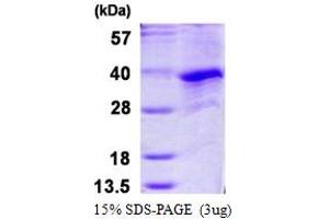 Cyclin G1 Protein (CCNG1) (AA 1-295) (His tag)