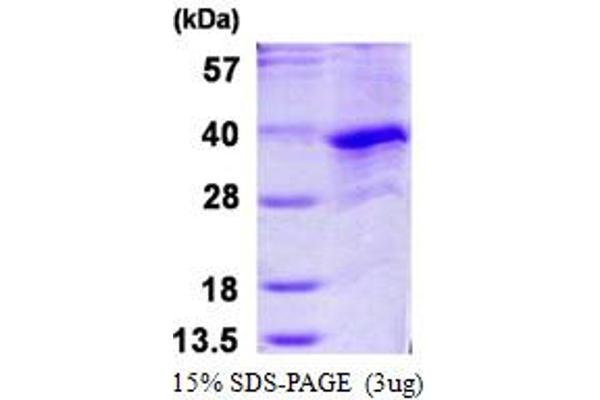 Cyclin G1 Protein (CCNG1) (AA 1-295) (His tag)