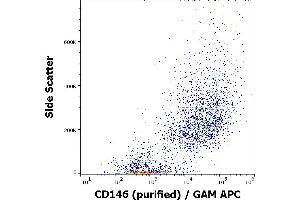 Flow cytometry surface staining pattern of HUVEC cells stained using anti-human CD146 (P1H12) purified antibody (concentration in sample 1 μg/mL) GAM APC.