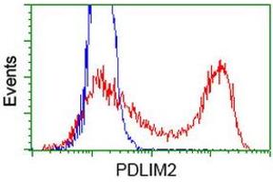 HEK293T cells transfected with either RC210022 overexpress plasmid (Red) or empty vector control plasmid (Blue) were immunostained by anti-PDLIM2 antibody (ABIN2454450), and then analyzed by flow cytometry. (PDLIM2 抗体)