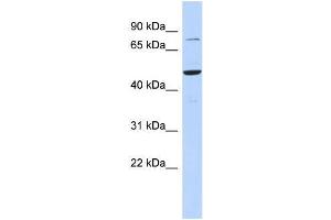 Human 721_B; WB Suggested Anti-ZSCAN1 Antibody Titration: 0. (ZSCAN1 抗体  (Middle Region))