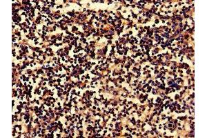 IHC image of ABIN7145158 diluted at 1:800 and staining in paraffin-embedded human spleen tissue performed on a Leica BondTM system. (B-Cell Linker 抗体  (AA 41-337))