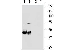 Western blot analysis of rat kidney membranes (lanes 1 and 3) and mouse heart membranes (lanes 2 and 4):1-2.