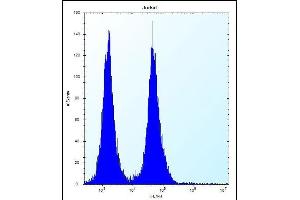 Flow Cytometry (FACS) image for anti-Olfactory Receptor, Family 11, Subfamily L, Member 1 (OR11L1) (AA 279-308), (C-Term) antibody (ABIN656446)