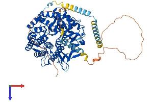 MAN1A1 Protein (AA 1-653) (His tag)