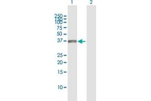 Western Blot analysis of MSX1 expression in transfected 293T cell line by MSX1 MaxPab polyclonal antibody.