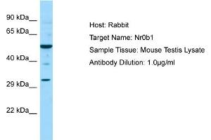WB Suggested Anti-Nr0b1 Antibody   Titration: 1. (NR0B1 抗体  (C-Term))