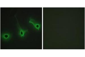 Immunofluorescence (IF) image for anti-Collagen, Type V, alpha 3 (COL5A3) (AA 221-270) antibody (ABIN2889917) (COL5A3 抗体  (AA 221-270))