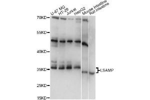 Western blot analysis of extracts of various cell lines, using LSAMP antibody (ABIN6292182) at 1:1000 dilution. (LSAMP 抗体)