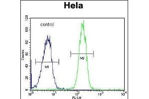 GALNT5 Antibody (N-term) (ABIN653934 and ABIN2843166) flow cytometric analysis of Hela cells (right histogram) compared to a negative control cell (left histogram). (GALNT5 抗体  (N-Term))