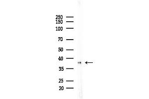 anti-DnaJ (Hsp40) Homolog, Subfamily B, Member 4 (DNAJB4) (Internal Region) antibody