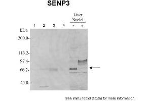 Sample Type: 1. (SENP3 抗体  (N-Term))