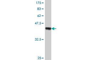 Western Blot detection against Immunogen (37. (TRIM13 抗体  (AA 1-100))