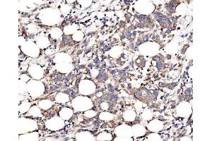 IHC analysis of FKBP135/FKBP15 using anti-FKBP135/FKBP15 antibody (ABIN7600397). (FKBP15 抗体  (AA 19-1210))