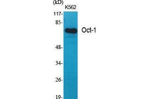 Western Blot (WB) analysis of specific cells using Oct-1 Polyclonal Antibody. (Oct-1 抗体  (N-Term))