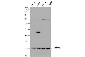 WB Image PSMA5 antibody detects PSMA5 protein by western blot analysis. (PSMA5 抗体  (Center))