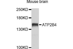 Western blot analysis of extracts of mouse brain, using ATP2B4 antibody (ABIN4902982) at 1:1000 dilution. (ATP2B4 抗体)