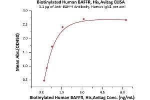Immobilized A Antibody, Human IgG1 at 1 μg/mL (100 μL/well) can bind Biotinylated Human BAFFR, His,Avitag (ABIN6972952) with a linear range of 0. (TNFRSF13C Protein (AA 7-71) (His tag,AVI tag,Biotin))