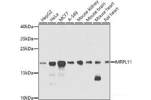 Western blot analysis of extracts of various cell lines using MRPL11 Polyclonal Antibody at dilution of 1:1000. (MRPL11 抗体)