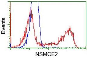 HEK293T cells transfected with either RC207639 overexpress plasmid (Red) or empty vector control plasmid (Blue) were immunostained by anti-NSMCE2 antibody (ABIN2453381), and then analyzed by flow cytometry.