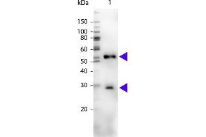 Western blot of Peroxidase conjugated Chicken Anti-Mouse IgG secondary antibody. (小鸡 anti-小鼠 IgG (Heavy & Light Chain) Antibody (HRP))