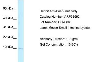 Western Blotting (WB) image for anti-Barrier To Autointegration Factor 2 (BANF2) (N-Term) antibody (ABIN2787754) (Banf2 抗体  (N-Term))