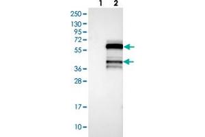 Western blot analysis of Lane 1: Negative control (vector only transfected HEK293T lysate), Lane 2: Over-expression Lysate (Co-expressed with a C-terminal myc-DDK tag (~3. (ICEF1 抗体)