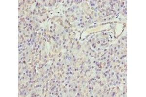 Immunohistochemistry of paraffin-embedded human pancreatic tissue using ABIN7154698 at dilution of 1:100 (GNAO1 抗体  (AA 60-180))
