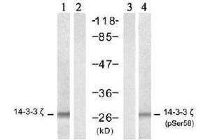 Western blot analysis of extract from NIH/3T3 cells, untreated or treated with TNF-α (20ng/ml, 5min), using 14-3-3 ζ (Ab-58) antibody (E021188, lane 1 and 2) and 14-3-3 ζ (Phospho- Ser58) antibody (E011181, lane 3 and 4). (14-3-3 zeta 抗体  (pSer58))