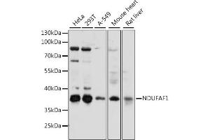 Western blot analysis of extracts of various cell lines, using NDUF antibody (ABIN7268805) at 1:1000 dilution. (NDUFAF1 抗体  (AA 1-327))
