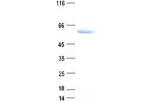 DNA (Cytosine-5-)-Methyltransferase 3 Like (TRDMT1) protein (DYKDDDDK Tag)