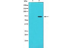 Western blot analysis on HuvEc cell lysate using Cox1 Antibody,The lane on the left is treated with the antigen-specific peptide. (PTGS1 抗体  (C-Term))